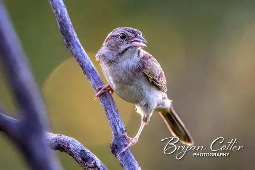 Cassin's Sparrow