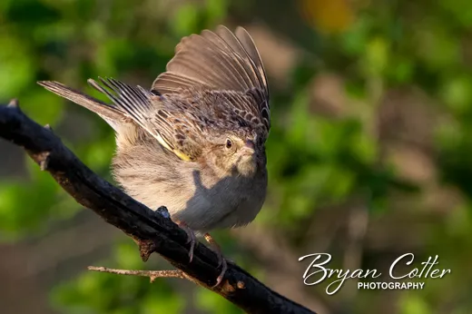 Cassin's Sparrow