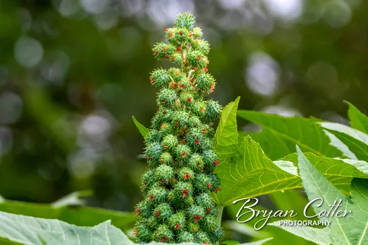 Castor Oil Plant Seeds