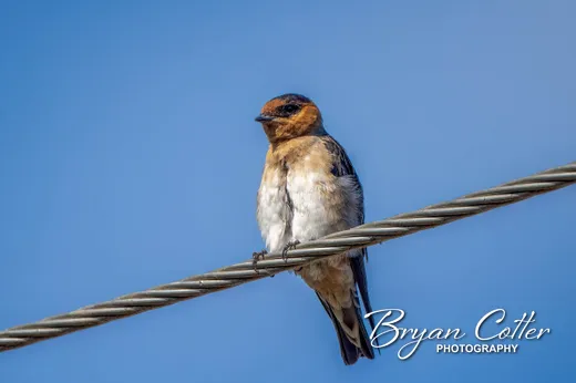 Cave Swallow photographed in Texas by Bryan Cotter