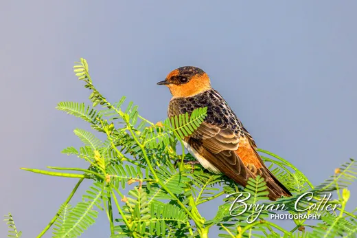 Cave Swallow
