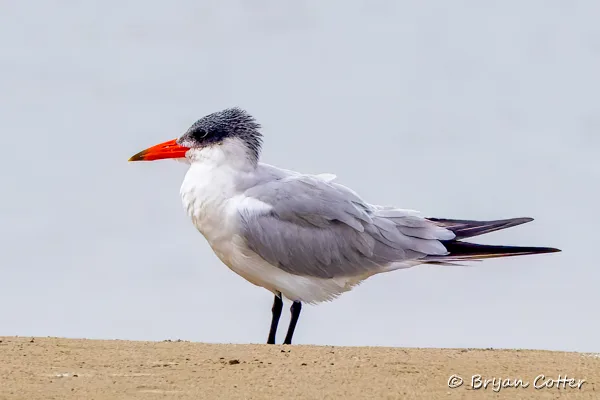 Caspian Tern