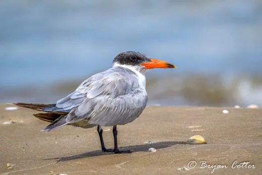 Caspian Tern