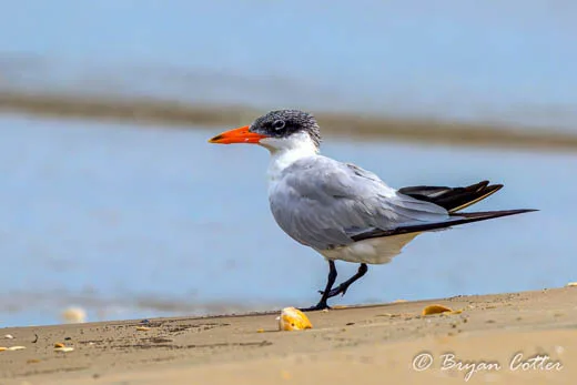Caspian Tern