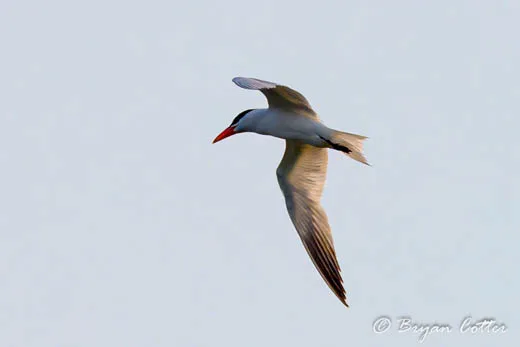 Caspian Tern
