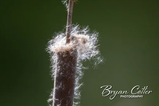 Cattails