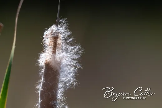 Cattails