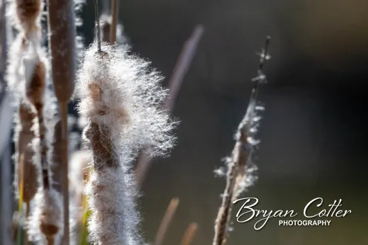 Cattails
