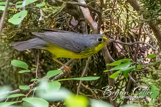Canada Warbler