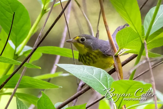 Canada Warbler