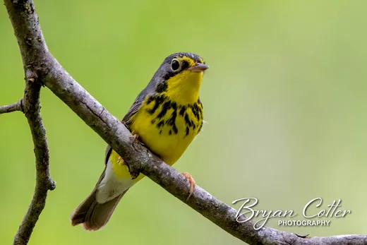 Canada Warbler