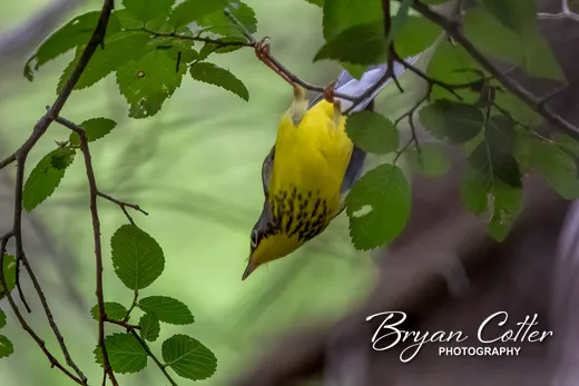 Canada Warbler