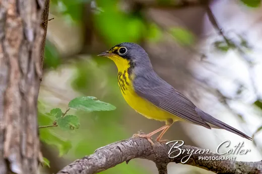 Canada Warbler