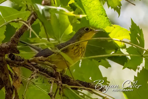 Canada Warbler photographed in Texas by Bryan Cotter
