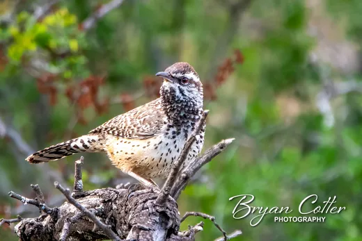 Cactus Wren