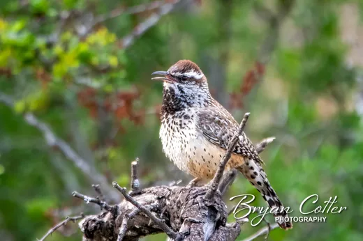 Cactus Wren