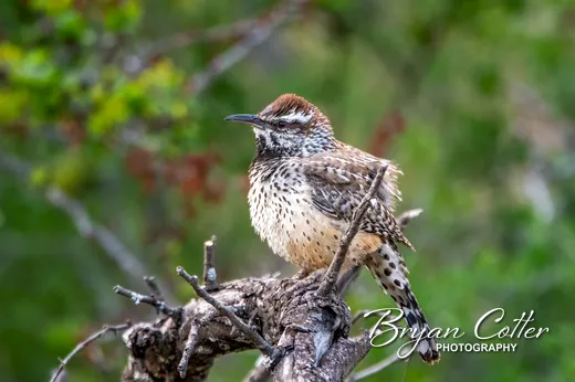 Cactus Wren
