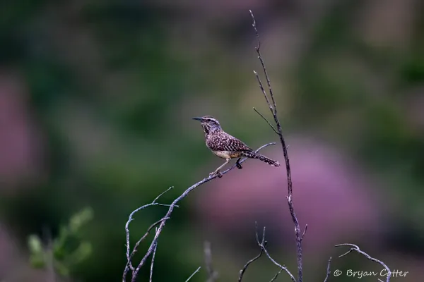 Cactus Wren