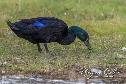 Cayuga Duck