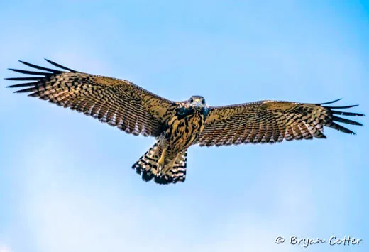 Common Black Hawk