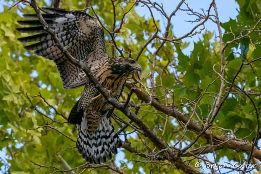 Common Black Hawk