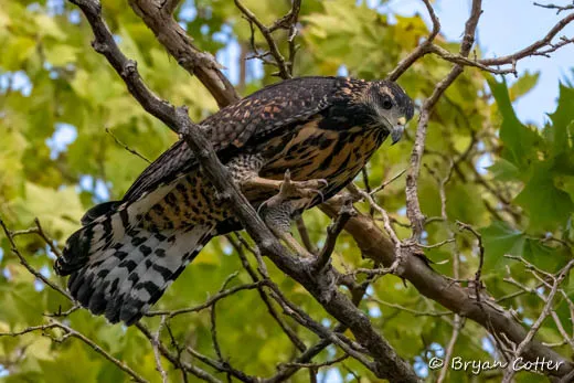 Common Black Hawk