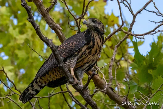 Common Black Hawk