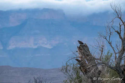 Common Black Hawk