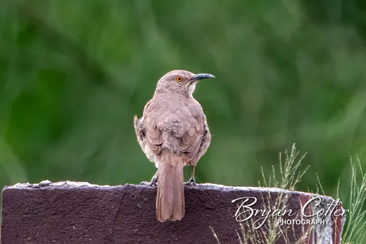 Curve-billed Thrasher