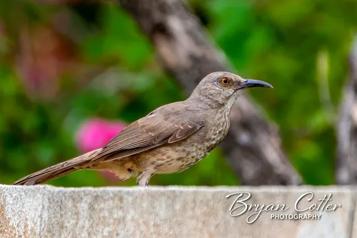 Curve-billed Thrasher