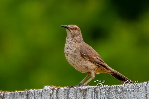 Curve-billed Thrasher