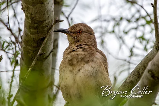 Curve-billed Thrasher