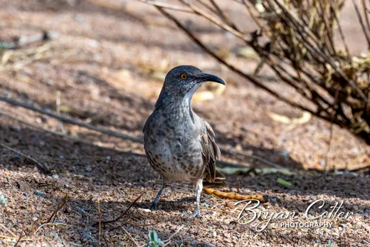 Curve-billed Thrasher