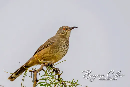 Curve-billed Thrasher photographed in the Rio Grande Valley region of Texas by Bryan Cotter