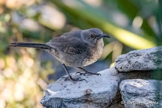 Curve-billed Thrasher