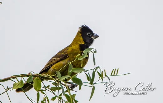 Crimson-collared Grosbeak