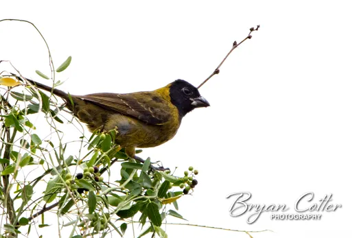 Crimson-collared Grosbeak