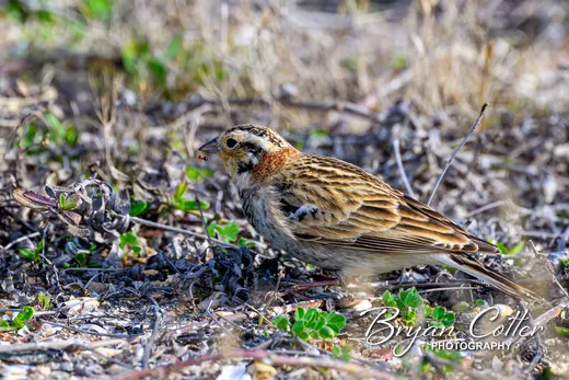 Chestnut-collared Longspur