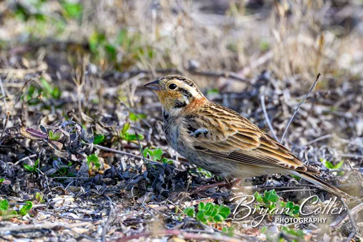 Chestnut-collared Longspur