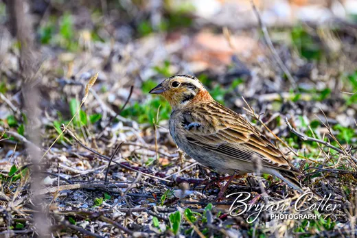 Chestnut-collared Longspur