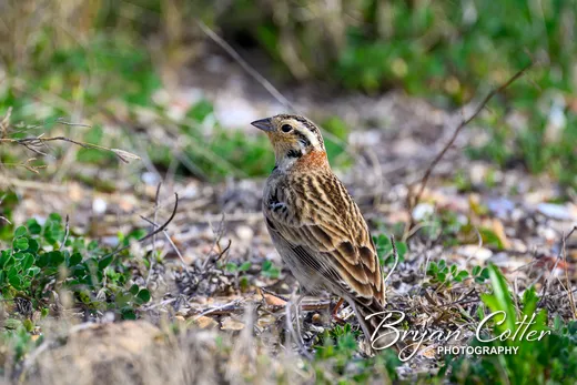 Chestnut-collared Longspur