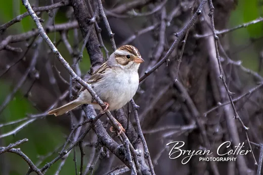 Clay-colored Sparrow