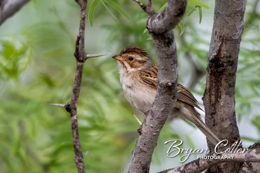 Clay-colored Sparrow