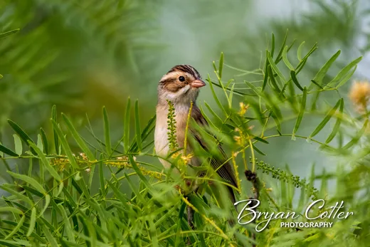 Clay-colored Sparrow