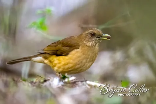 Clay-colored Thrush