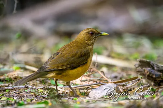 Clay-colored Thrush