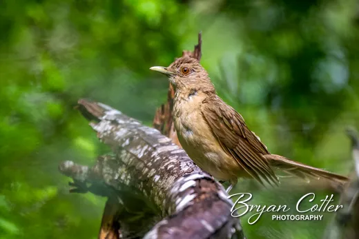 Clay-colored Thrush