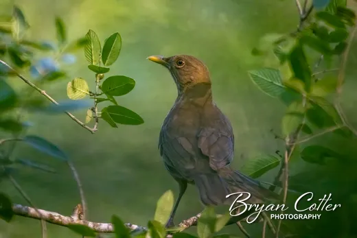 Clay-colored Thrush