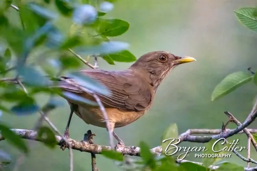 Clay-colored Thrush