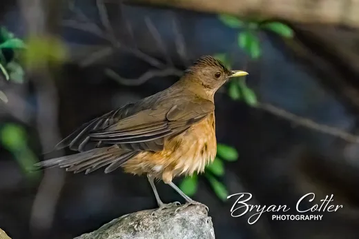 Clay-colored Thrush